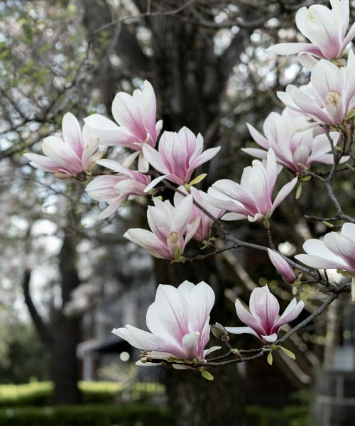Montréal, QC., Canada, 2022